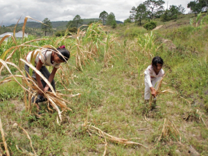 A pesar de su potencial para la agricultura y de ser un país megadiverso, las cifras de desnutrición en Guatemala siguen estando entre las más altas de América Latina. 