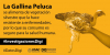 Gallina peluca