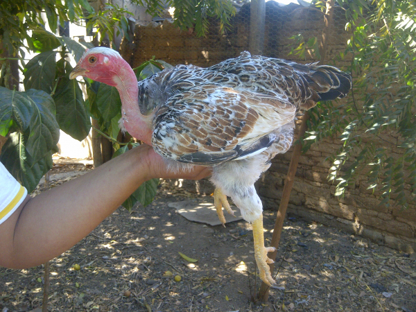 Gallina de cuello desnudo