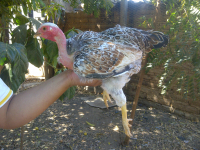 Gallina de cuello desnudo