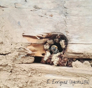 20 de mayo: Día Mundial de las Abejas