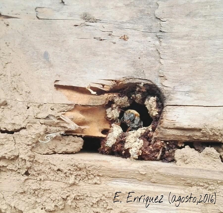 20 de mayo: Día Mundial de las Abejas