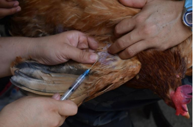 Este trabajo sienta las bases para realizar estudios de malaria aviar en diferentes grupos de aves silvestres y en aves de corral del país. 