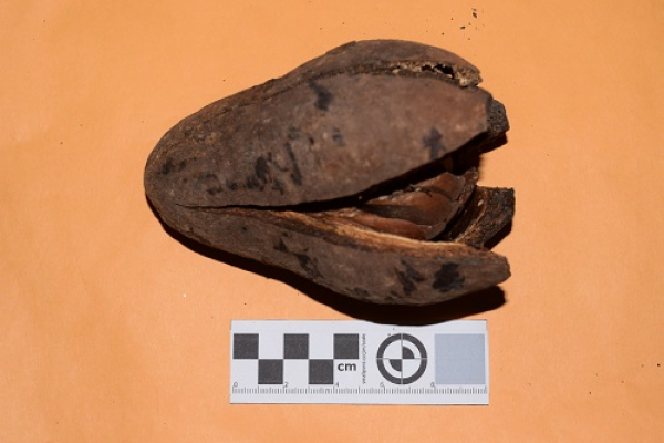 Semilla de caoba