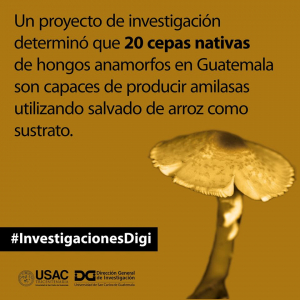 Hongos amorfos productores de amilasas