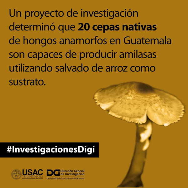 Hongos amorfos productores de amilasas