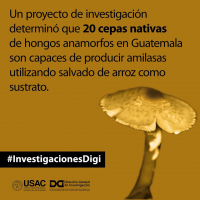Hongos amorfos productores de amilasas
