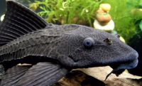 El Pez Diablo o Pleco, ingresó a nuestro país principalmente traído por acuaristas, como pez de colección o limpia-peceras. 