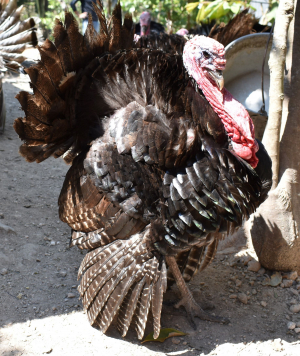 Pavo macho pluma negra