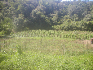 Milpa y huertos de traspatio en Petén