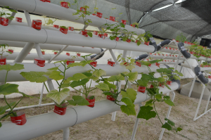 La acuaponia es una alternativa sostenible de producción de alimentos en lugares donde el agua es escasa
