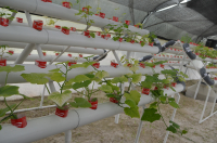 La acuaponia es una alternativa sostenible de producción de alimentos en lugares donde el agua es escasa