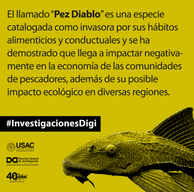 Especie exótica Pez Diablo (Loricariidae) e