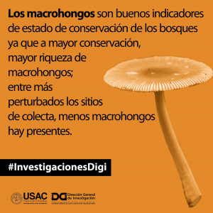 Macrohongos