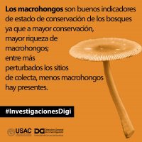 Macrohongos