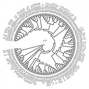 Dendrograma UPGMA generado a partir del marcador molecular amplified fragment length polymorphism (AFLP) utilizando las distancias genéticas de Nei que muestra la diversidad genética de aguacate nativo guatemalteco a nivel de individuos. Al número de cada individuo se antepuso la población de origen para facilitar su ubicación geográfica, AV = Alta Verapaz, BV = Baja Verapaz, Hue-Qui = Huehuetenango - Quiché, Chimal = Chimaltenango, Sac-Chimal = Sacatepéquez - Chimaltenango, Sol = Sololá, Toto-Qui = Totonicapán - Quiché