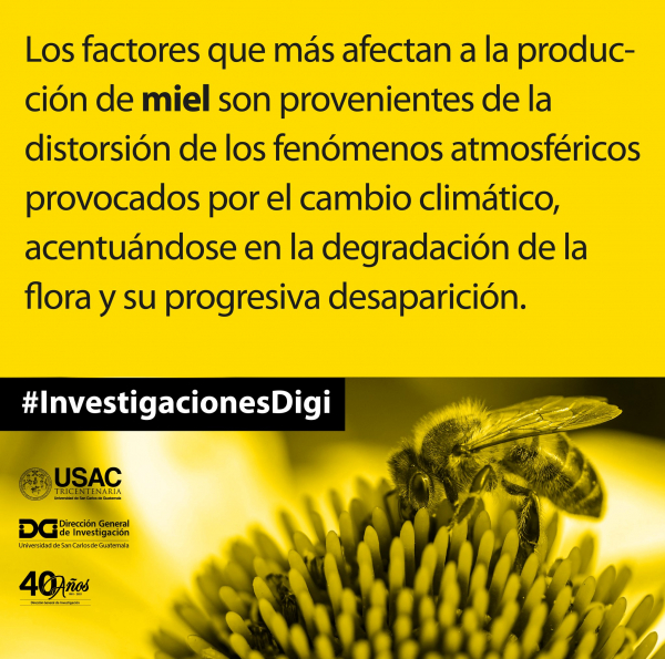 Abejas Investigaciones Digi