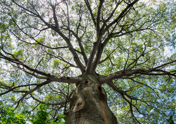 Ceiba pentandra del Jardín Botánico, Universidad de San Carlos de Guatemala (fotografía Julián Lupitou)