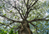 Ceiba pentandra del Jardín Botánico, Universidad de San Carlos de Guatemala (fotografía Julián Lupitou)